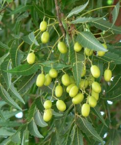 Azadirachtaindica.jpg