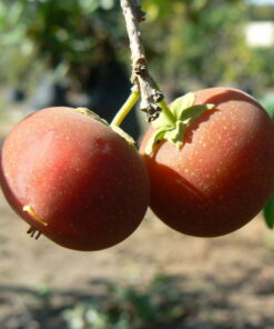 Dovyalishebecarpa.jpg