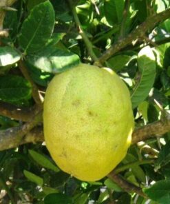 Etrog Temani אתרוג תימני
