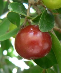 Flacourtiaindica.jpg