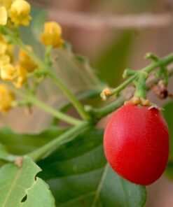 Bunchosia argentea פרי חמאת הבוטנים