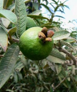 גויאבה ננסית