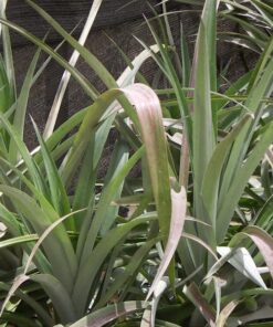 Ananascomosus2.jpg