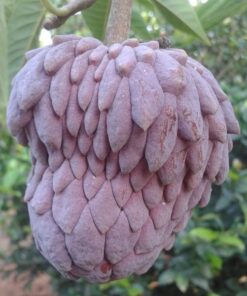 Annona x atemoya red פרי של אנונה אדומה