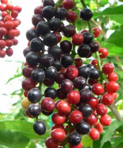 Antidesmabunius.jpg
