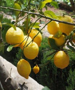 Citrusxlimon2.jpg