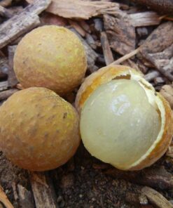 Dimocarpuslongan.jpg