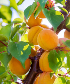Ripe Fruits Of The Apricot Tree On A Branch With Leaves In An Orchard. Fruit Harvest.