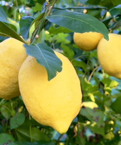 Organic Lemon Tree
