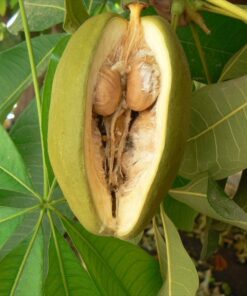 Pachiraaquatica.jpg