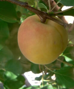 משמש בלאדי (מוסטקאווי) Prunus armeniaca