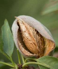 Prunusdulcis.jpg