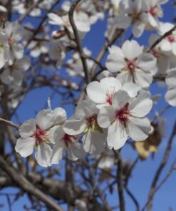 Prunusdulcis1.jpg