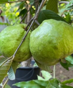 גויאבה תאילנדית Psidium Guajava Farang