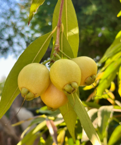 עיצוב ללא שם (76)
