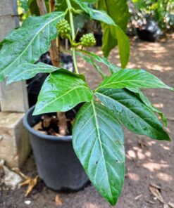 Morinda citrifolia נוני (אנונת בר) שתיל