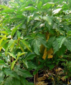 Morinda citrifolia נוני (אנונת בר)