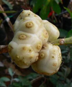 Morinda citrifolia נוני (אנונת בר) פרי על ענף