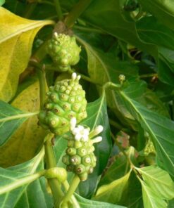 Morinda citrifolia נוני (אנונת בר)